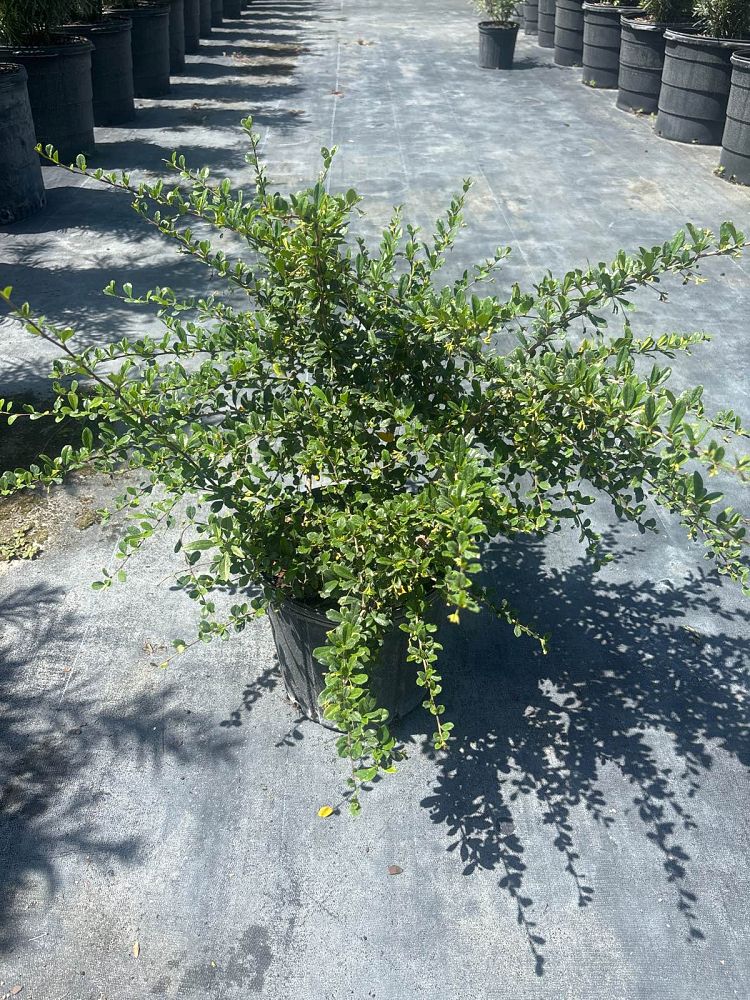serissa-japonica-cotoneaster-snowrose-serissa-foetida