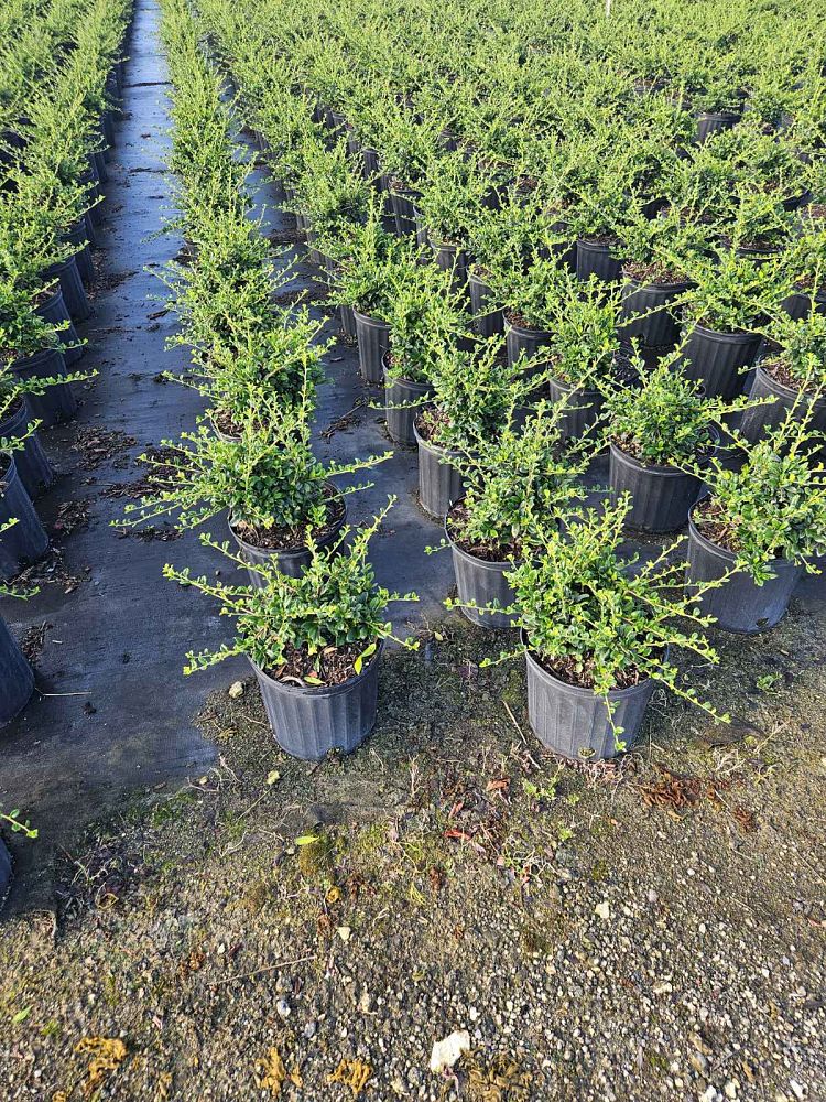 serissa-japonica-cotoneaster-snowrose-serissa-foetida