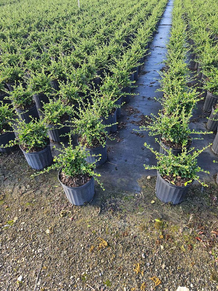 serissa-japonica-cotoneaster-snowrose-serissa-foetida