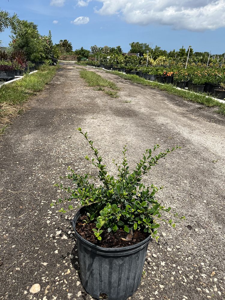 serissa-japonica-cotoneaster-snowrose-serissa-foetida