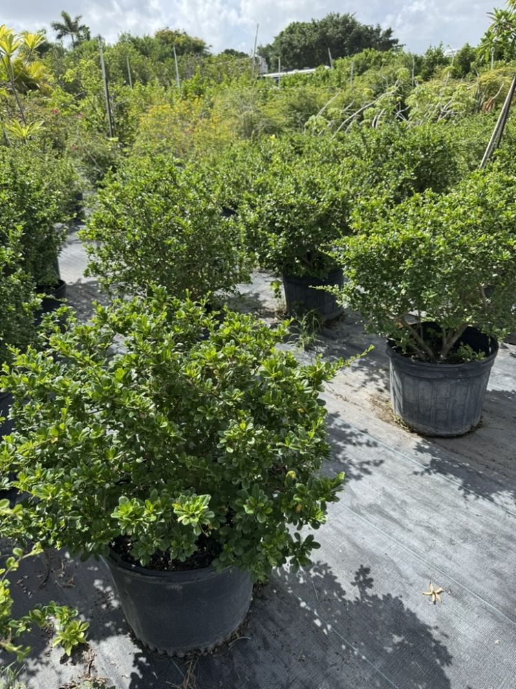 serissa-japonica-cotoneaster-snowrose-serissa-foetida