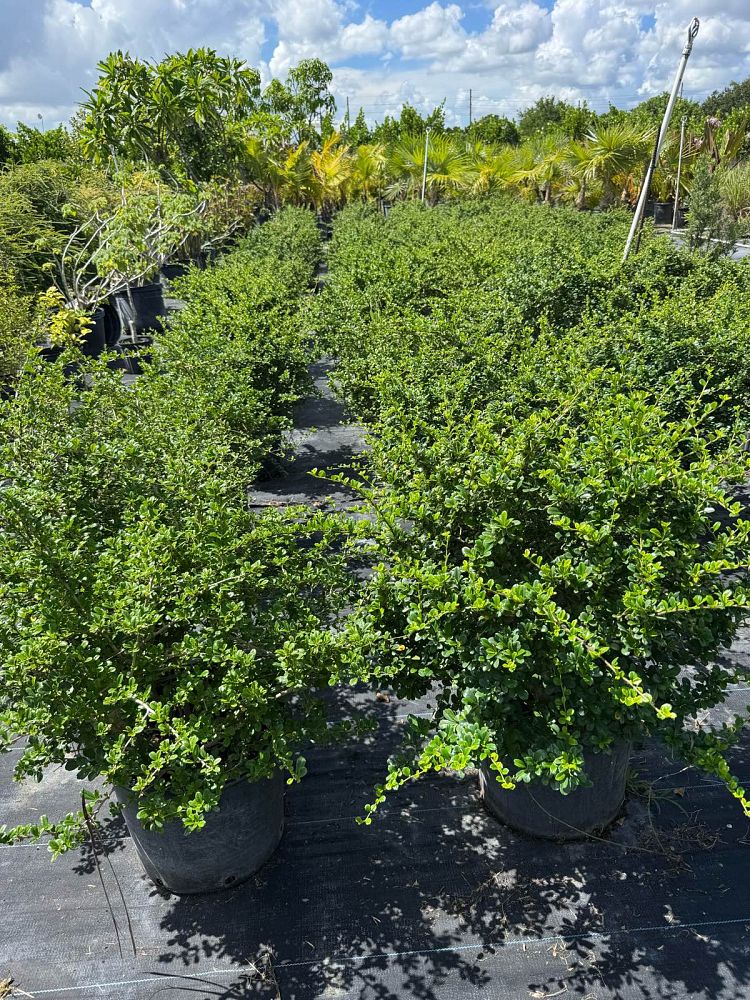 serissa-japonica-cotoneaster-snowrose-serissa-foetida
