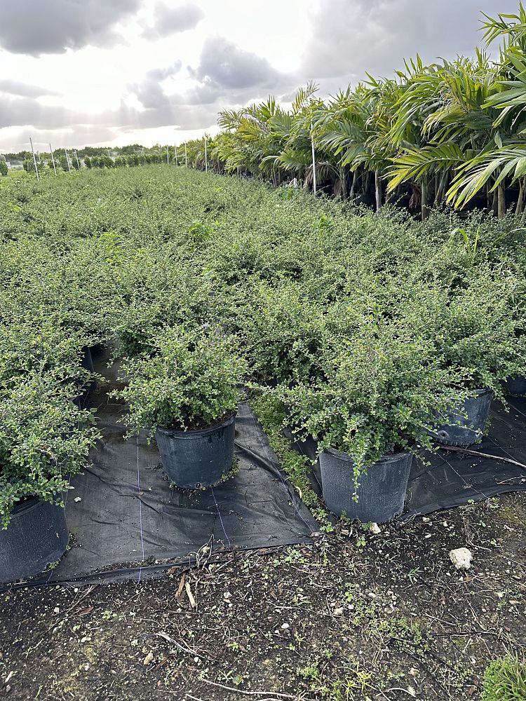 serissa-japonica-cotoneaster-snowrose-serissa-foetida
