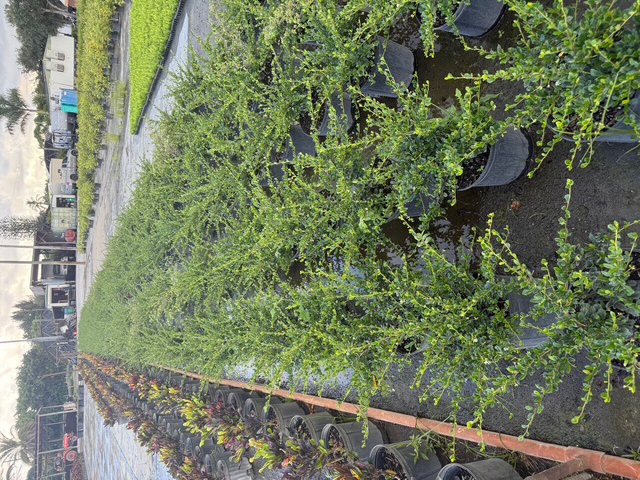 serissa-japonica-cotoneaster-snowrose-serissa-foetida