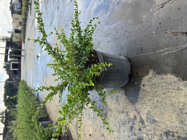 serissa-japonica-cotoneaster-snowrose-serissa-foetida