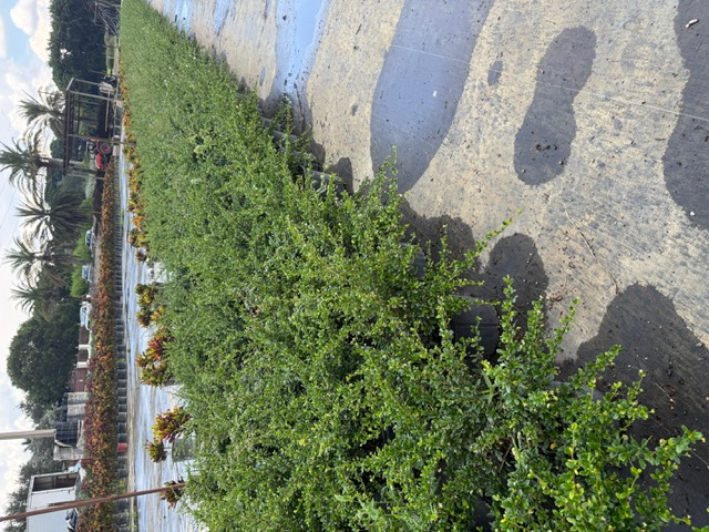 serissa-japonica-cotoneaster-snowrose-serissa-foetida