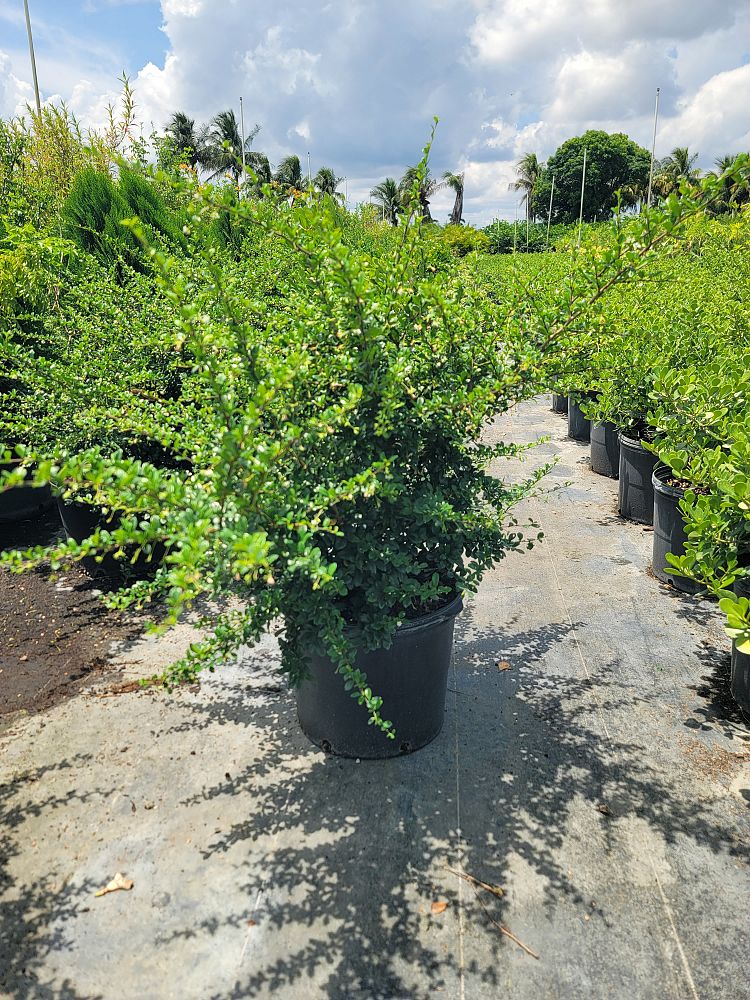 serissa-japonica-cotoneaster-snowrose-serissa-foetida