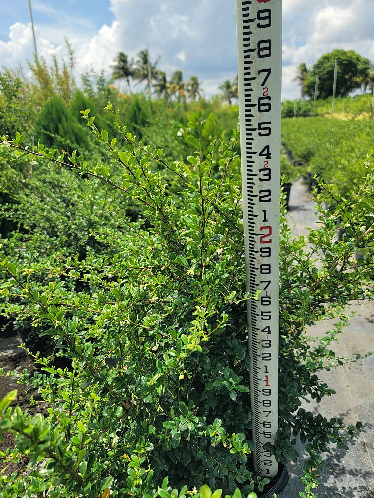 serissa-japonica-cotoneaster-snowrose-serissa-foetida