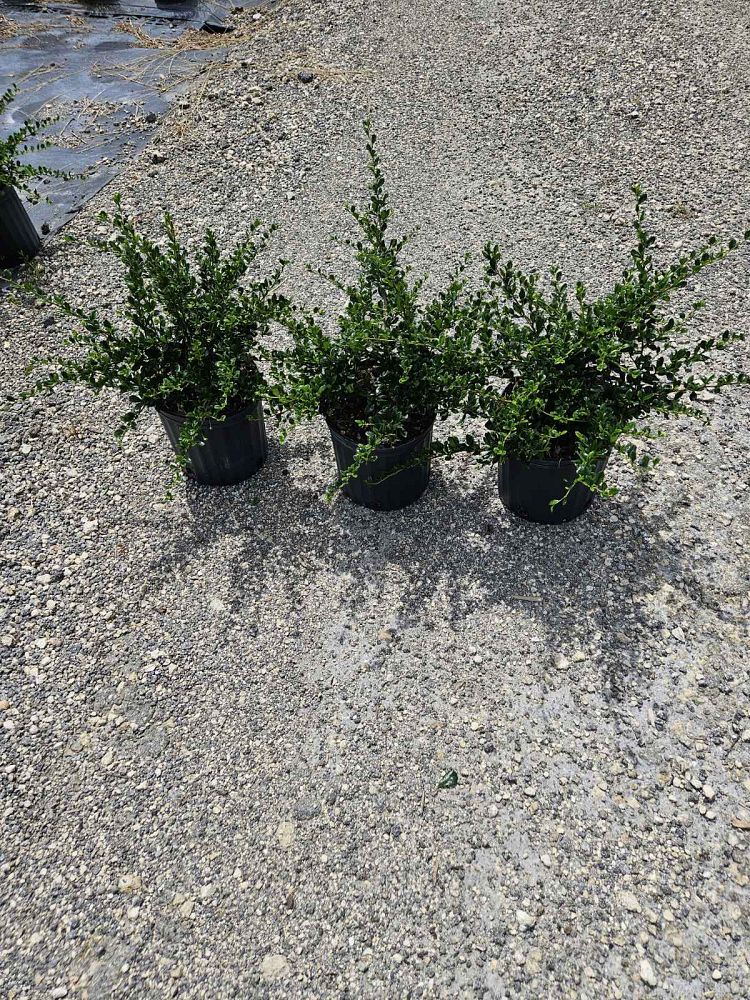 serissa-japonica-cotoneaster-snowrose-serissa-foetida