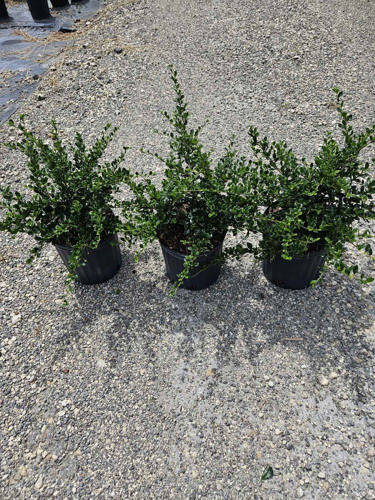serissa-japonica-cotoneaster-snowrose-serissa-foetida