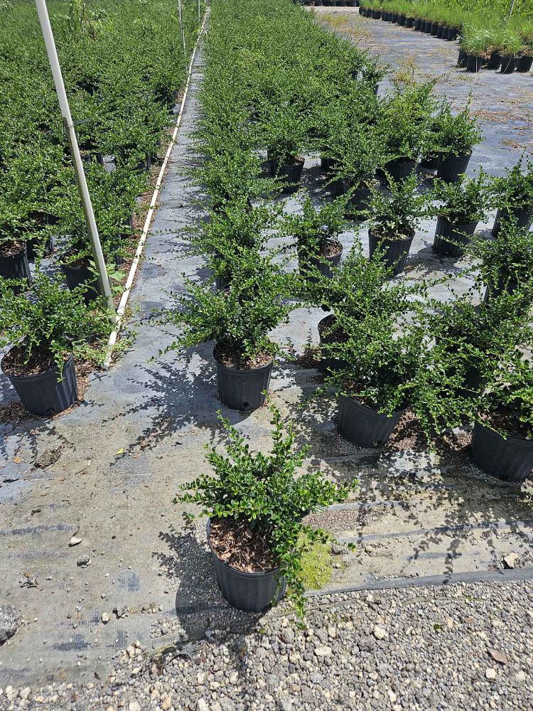 serissa-japonica-cotoneaster-snowrose-serissa-foetida