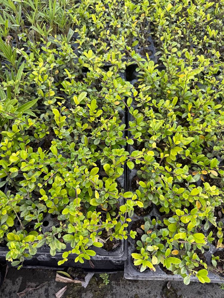 serissa-japonica-cotoneaster-snowrose-serissa-foetida