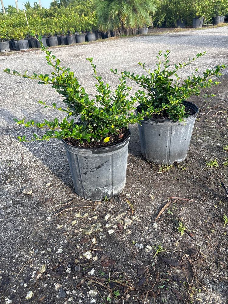 serissa-japonica-cotoneaster-snowrose-serissa-foetida