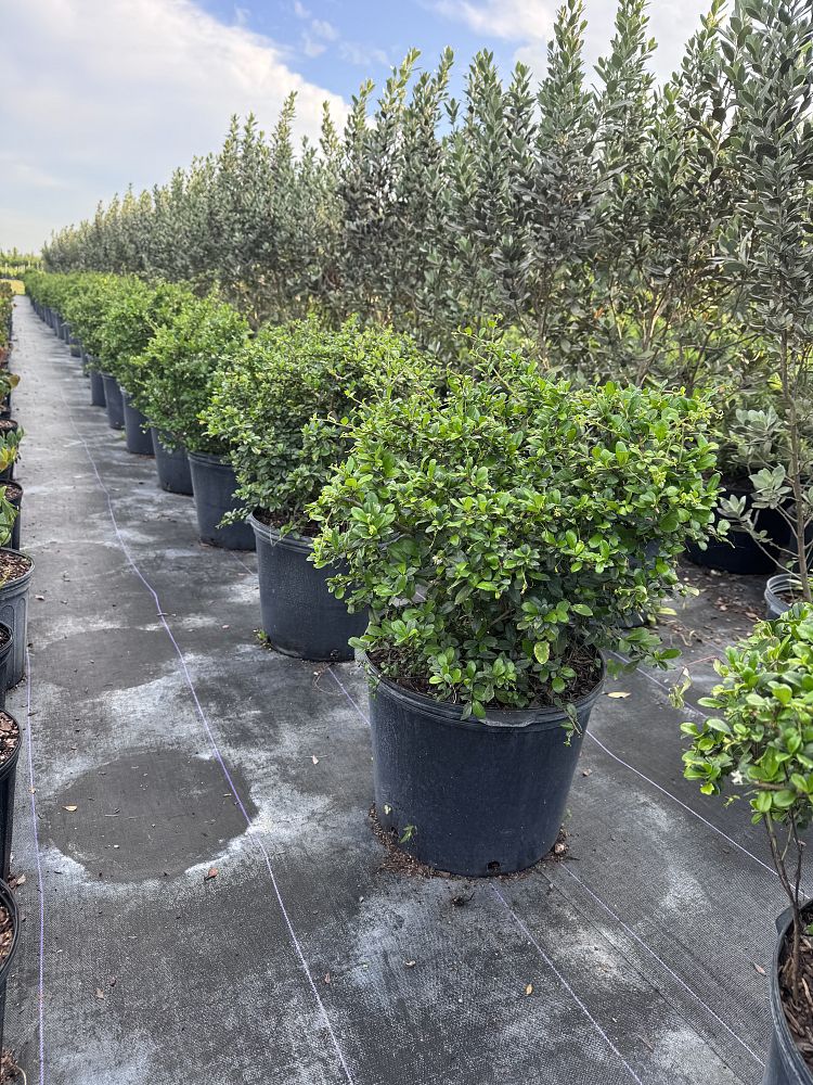 serissa-japonica-cotoneaster-snowrose-serissa-foetida