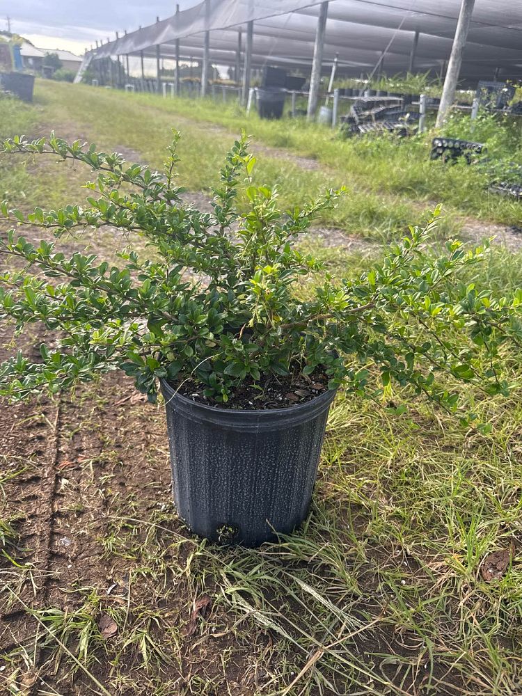 serissa-japonica-cotoneaster-snowrose-serissa-foetida