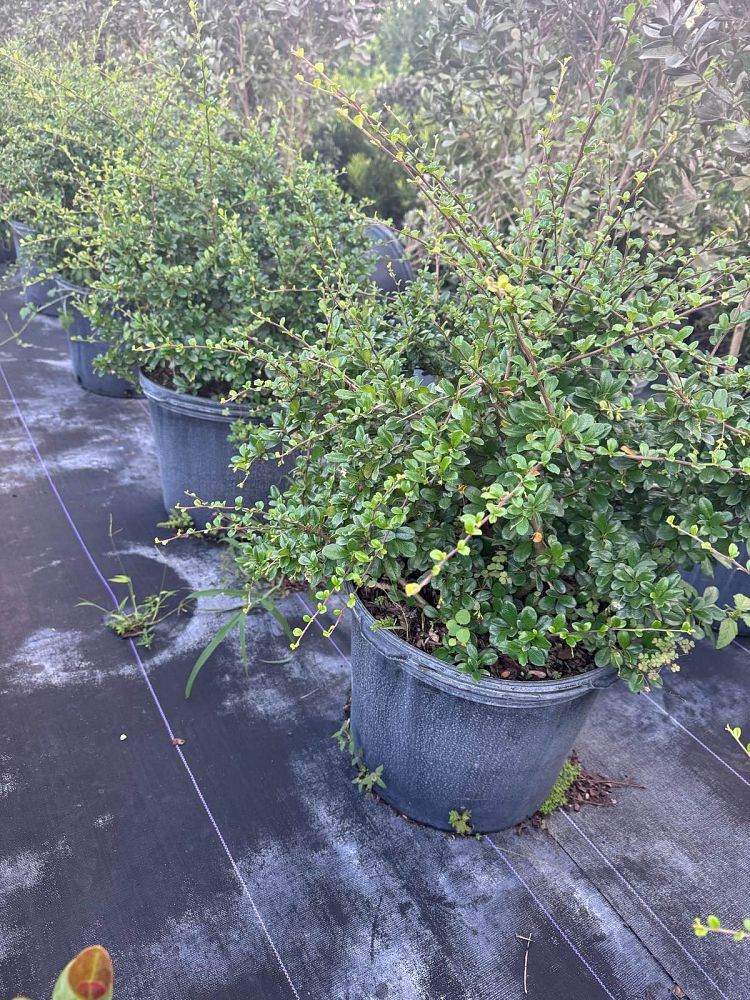 serissa-japonica-cotoneaster-snowrose-serissa-foetida