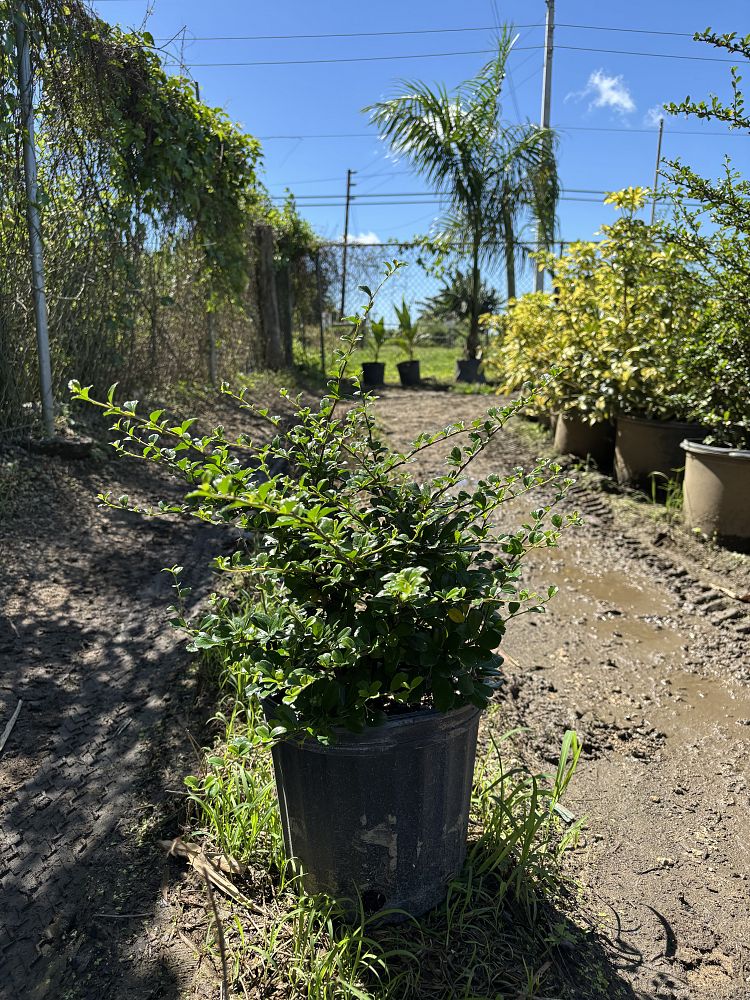 serissa-japonica-cotoneaster-snowrose-serissa-foetida