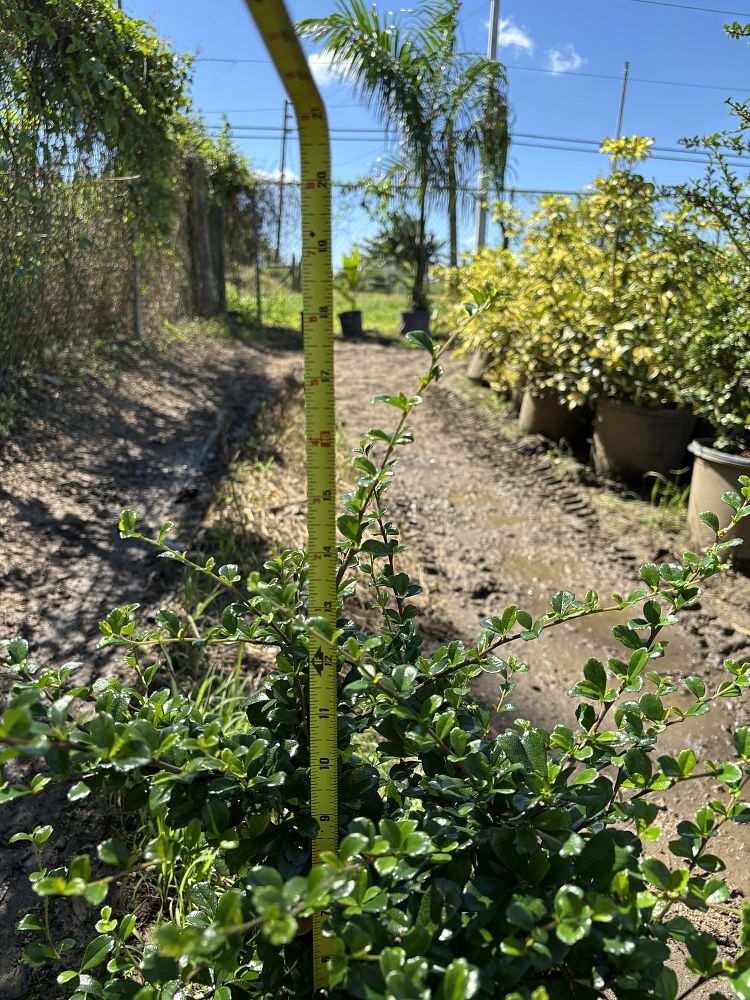 serissa-japonica-cotoneaster-snowrose-serissa-foetida
