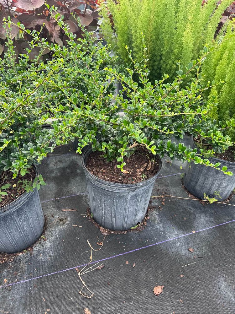 serissa-japonica-cotoneaster-snowrose-serissa-foetida