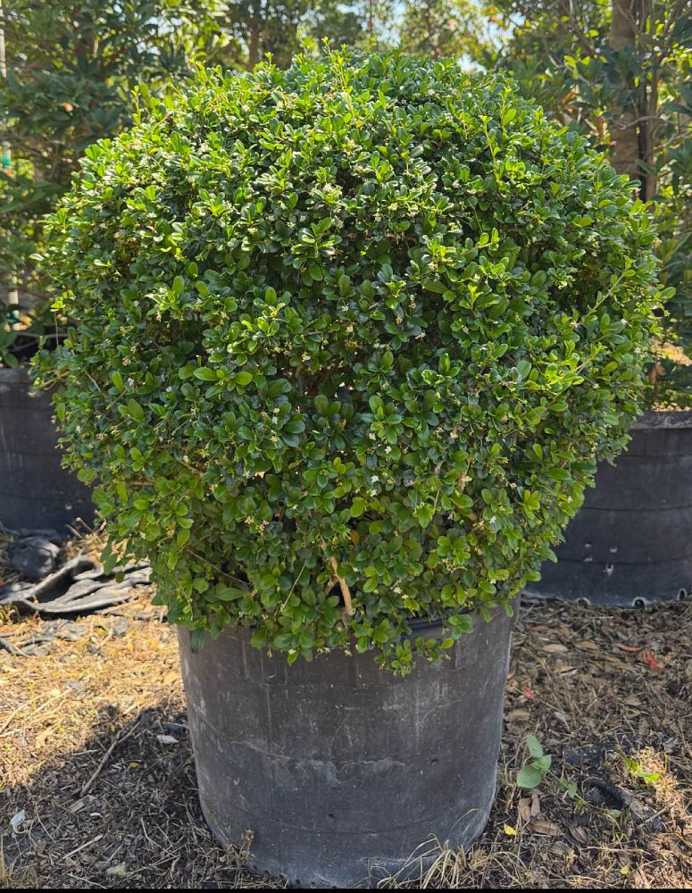 serissa-japonica-cotoneaster-snowrose-serissa-foetida