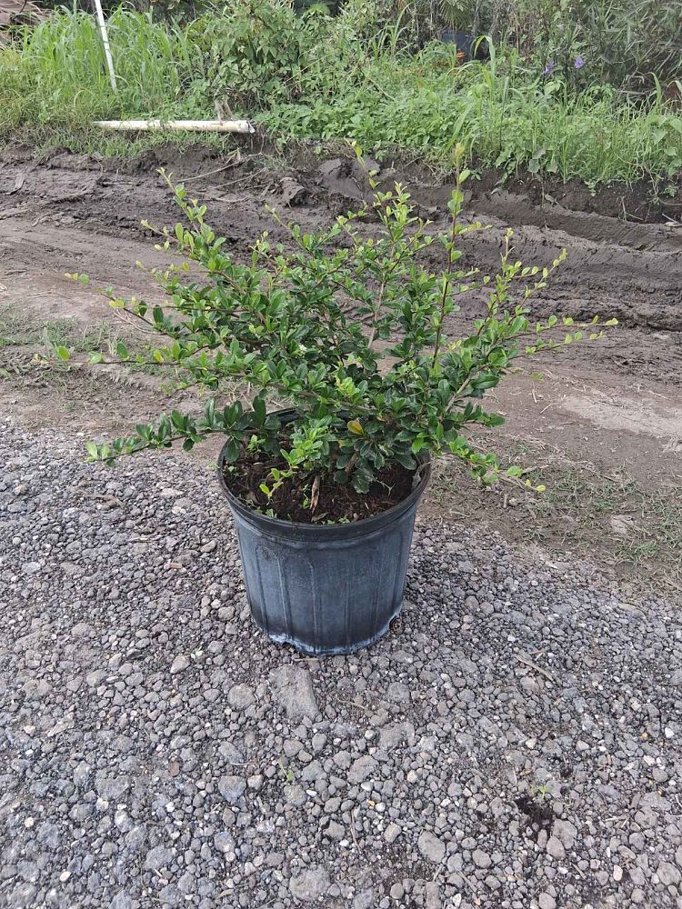 serissa-japonica-cotoneaster-snowrose-serissa-foetida