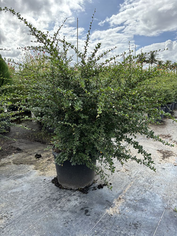 serissa-japonica-cotoneaster-snowrose-serissa-foetida
