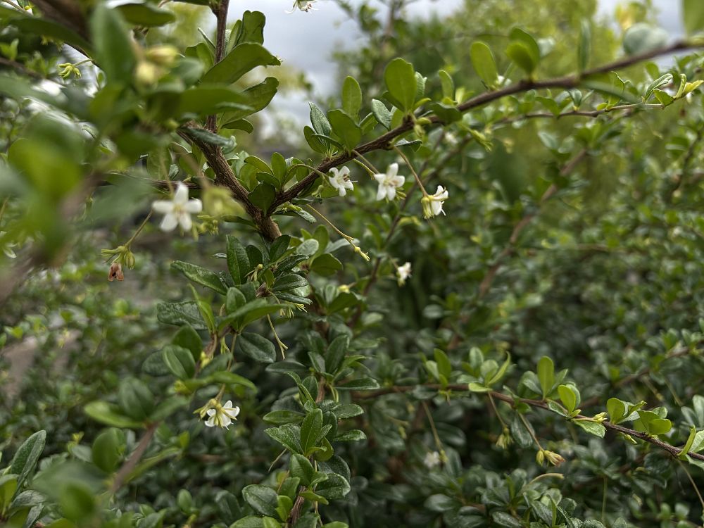 serissa-japonica-cotoneaster-snowrose-serissa-foetida