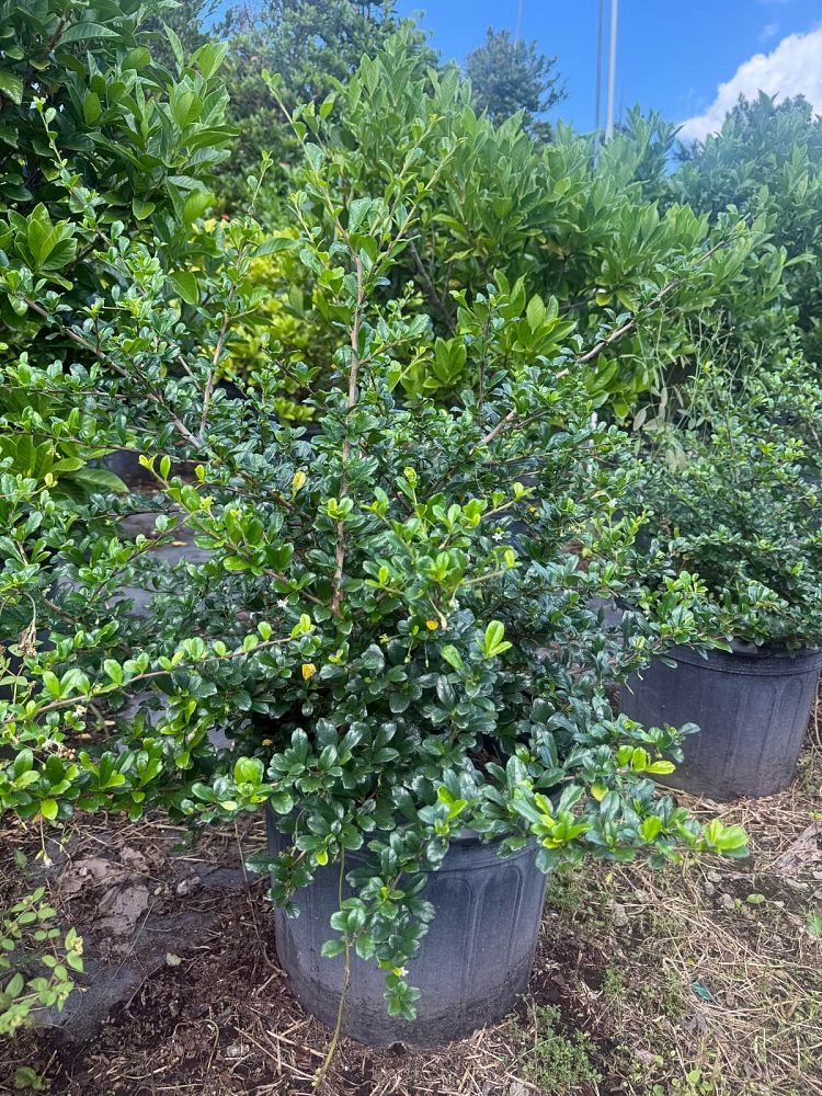 serissa-japonica-cotoneaster-snowrose-serissa-foetida