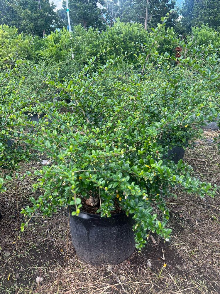 serissa-japonica-cotoneaster-snowrose-serissa-foetida