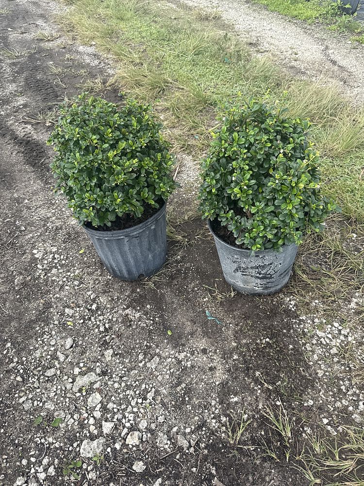 serissa-japonica-cotoneaster-snowrose-serissa-foetida