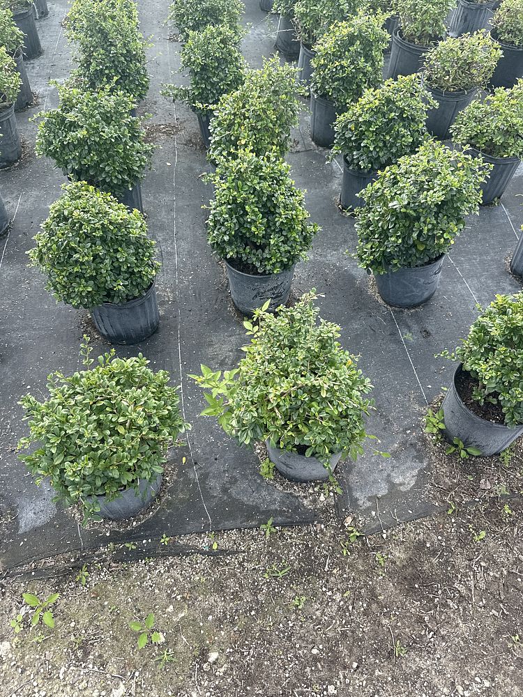 serissa-japonica-cotoneaster-snowrose-serissa-foetida