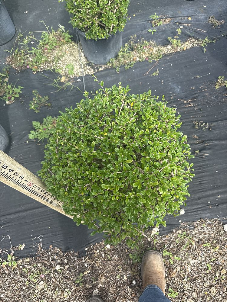 serissa-japonica-cotoneaster-snowrose-serissa-foetida