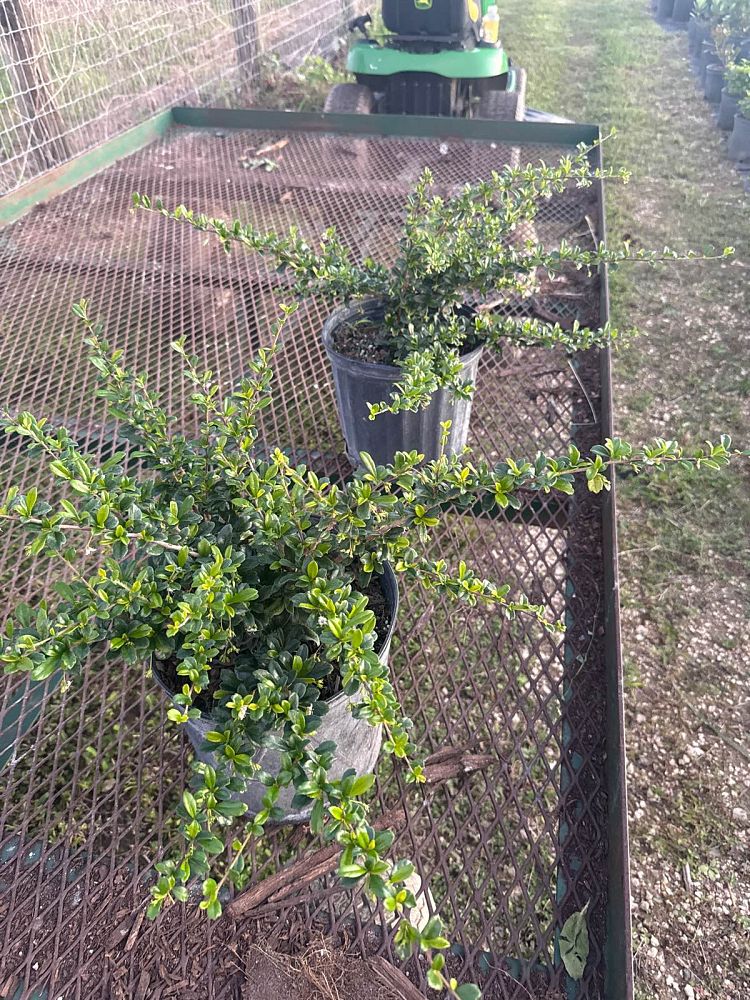 serissa-japonica-cotoneaster-snowrose-serissa-foetida