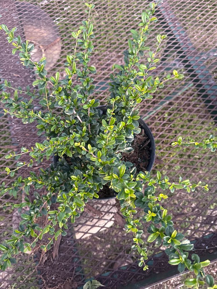 serissa-japonica-cotoneaster-snowrose-serissa-foetida