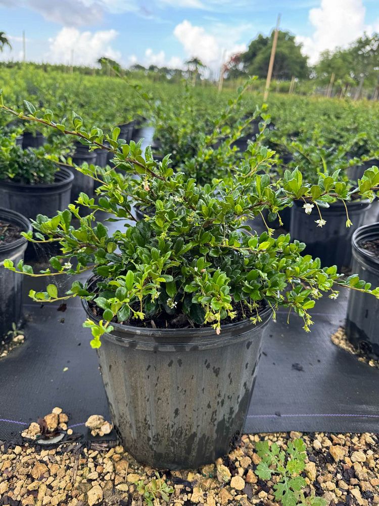 serissa-japonica-sapporo-cotoneaster-snowrose-serissa-foetida