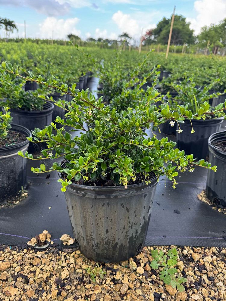 serissa-japonica-sapporo-cotoneaster-snowrose-serissa-foetida