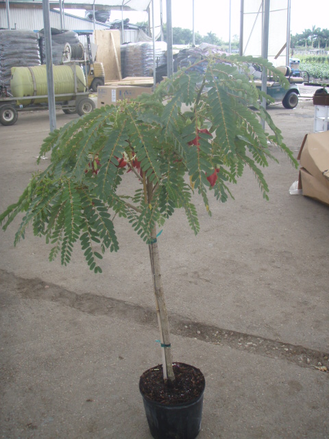 sesbania-grandiflora-hummingbird-tree