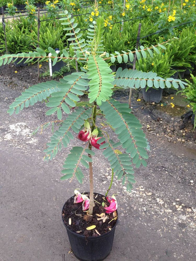 sesbania-grandiflora-hummingbird-tree