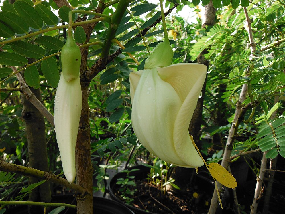 sesbania-grandiflora-hummingbird-tree