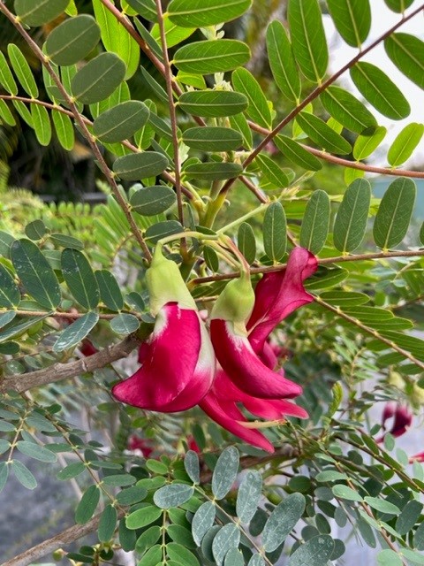 sesbania-grandiflora-hummingbird-tree