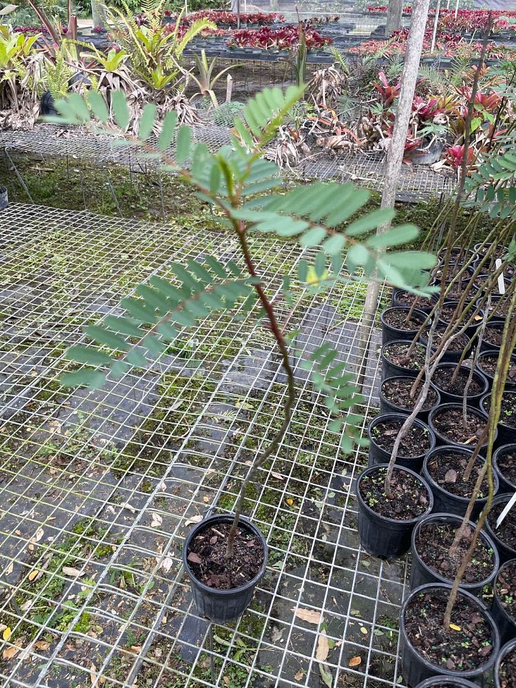 sesbania-punicea-rattlebox-scarlet-wisteria-false-poinciana-purple-sesbane
