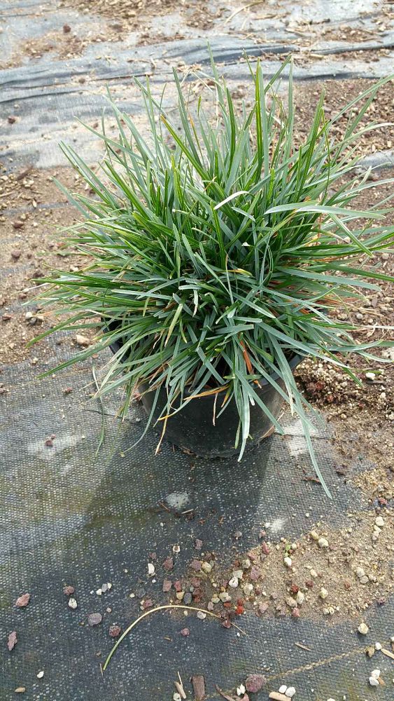 sesleria-autumnalis-autumn-moor-grass