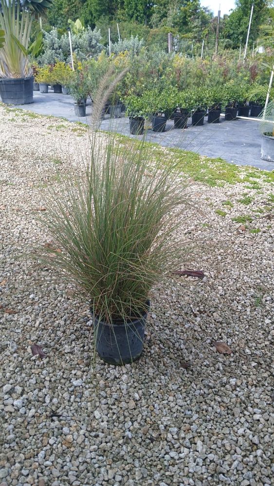 sesleria-heufleriana-blue-green-moor-grass