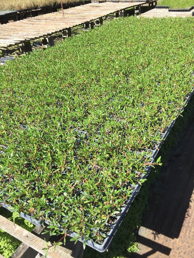 sesuvium-portulacastrum-sea-purslane