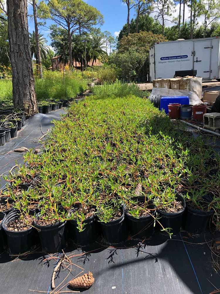 sesuvium-portulacastrum-sea-purslane