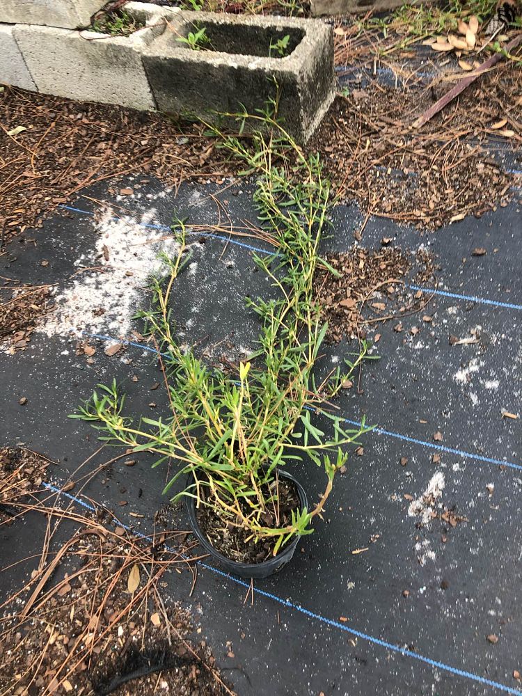 sesuvium-portulacastrum-sea-purslane