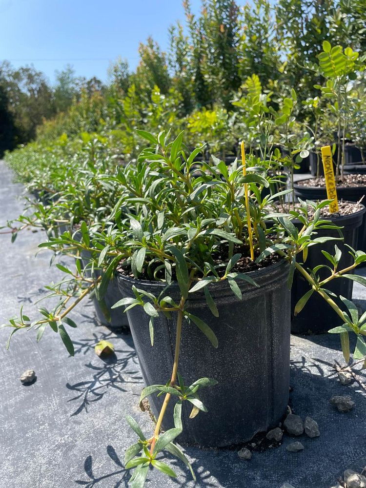 sesuvium-portulacastrum-sea-purslane