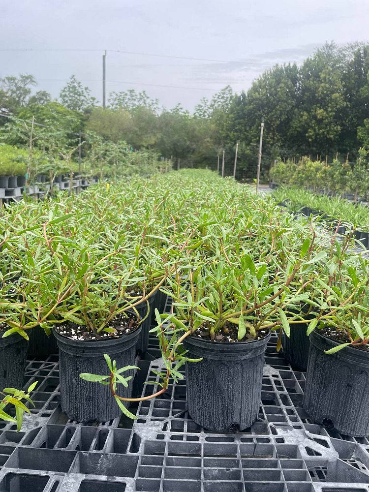 sesuvium-portulacastrum-sea-purslane