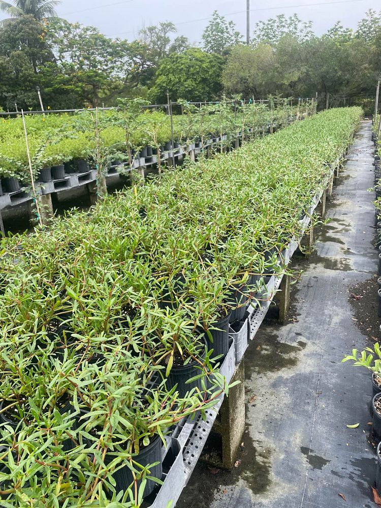 sesuvium-portulacastrum-sea-purslane