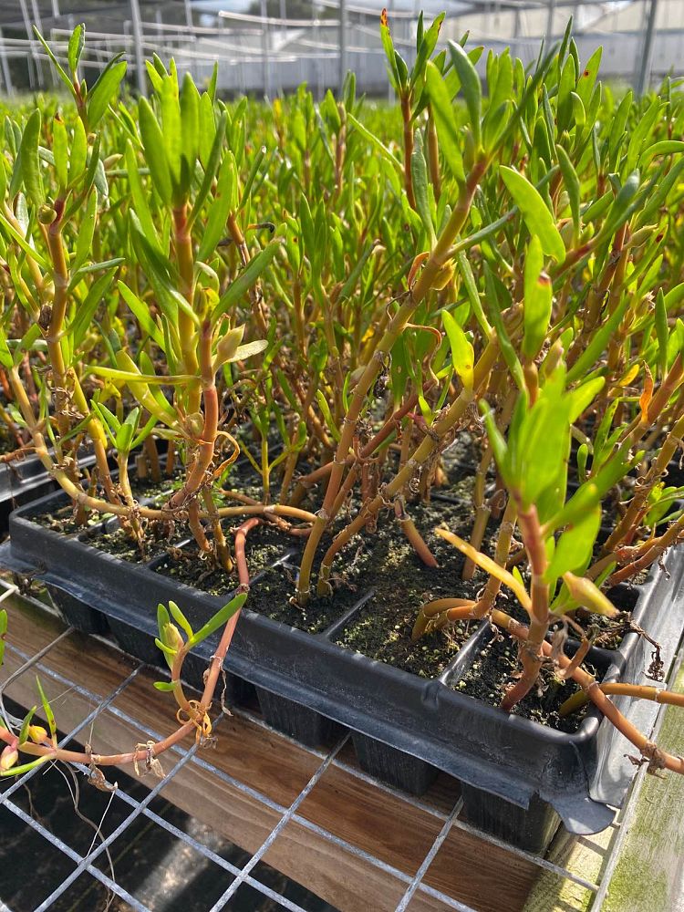 sesuvium-portulacastrum-sea-purslane